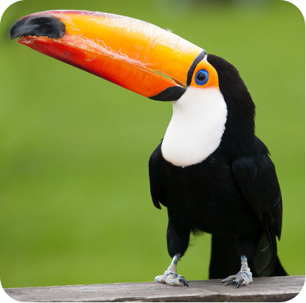 Tucano
