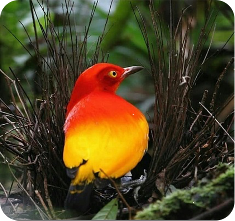 L’UCCELLO GIARDINIERE