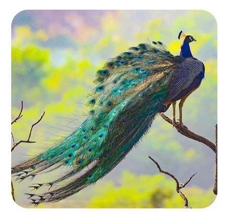 PEACOCK