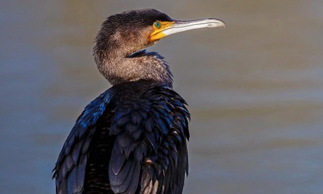 IL CORMORANO