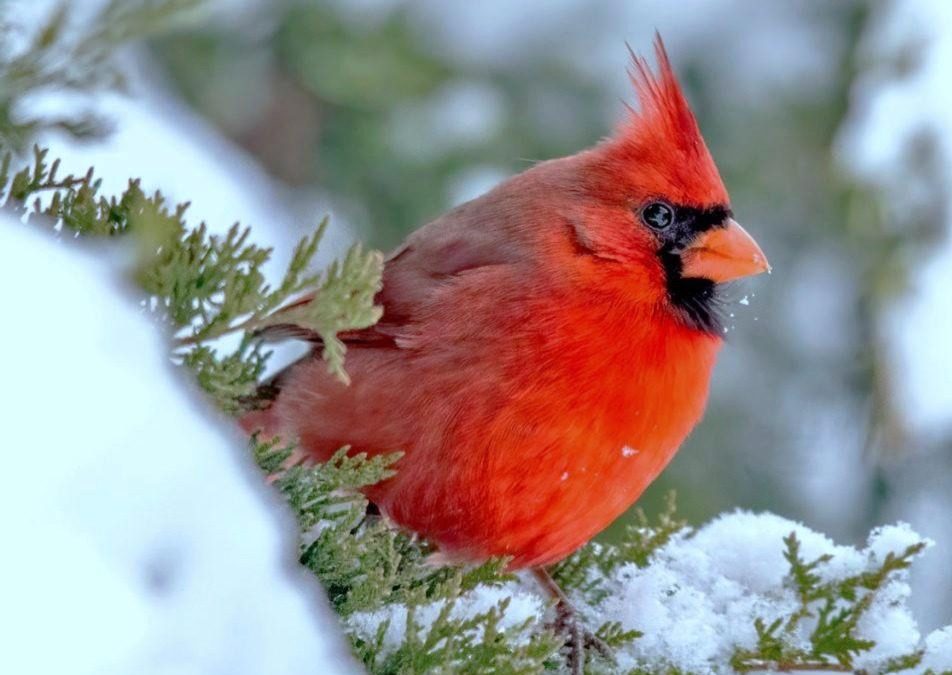 IL CARDINALE